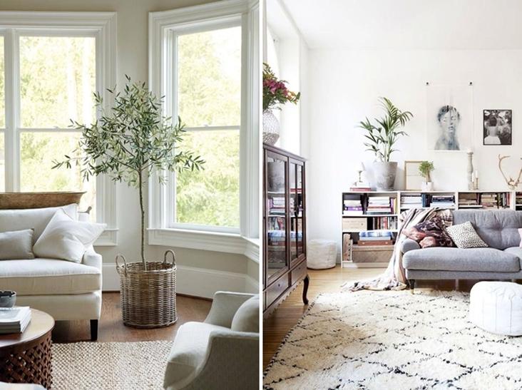 plantas para decorar el salon4