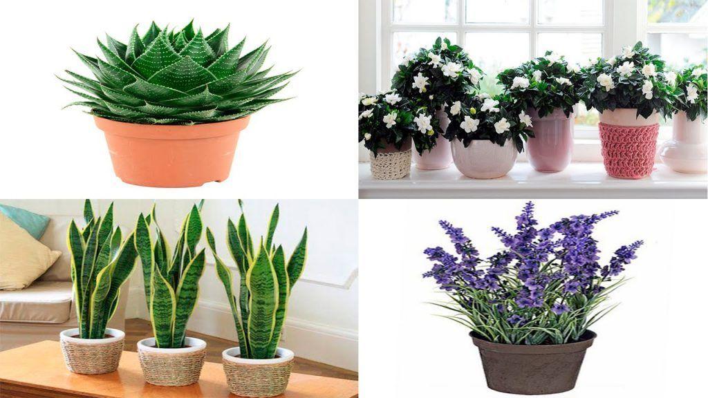 plantas para dormir mejor