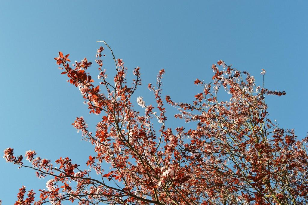 FALDA-ROSA-H&M-LOOK-LUZ-TIENE-UN-BLOG (14)