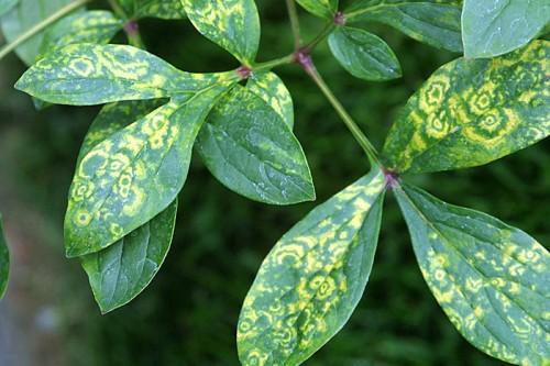 Manchas amarillas en las hojas | Plantas