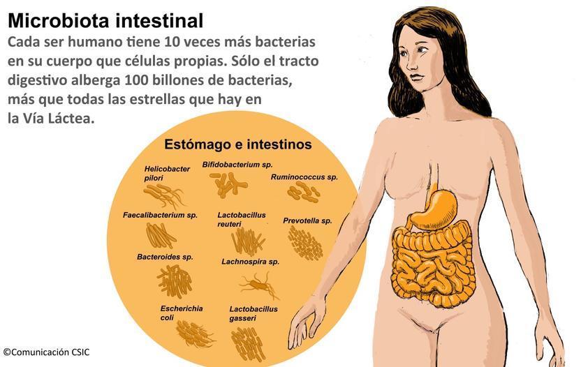 Image result for microbiota ilustracion bacterias