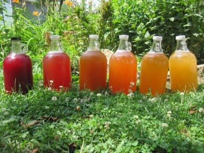 Kombucha_eatfeelfresh