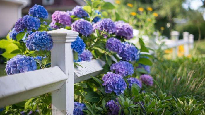 plantas de exteriores