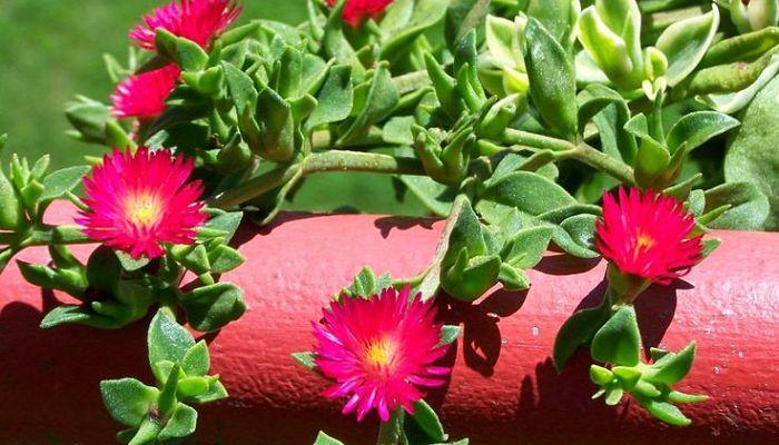 plantas para decorar el jardin