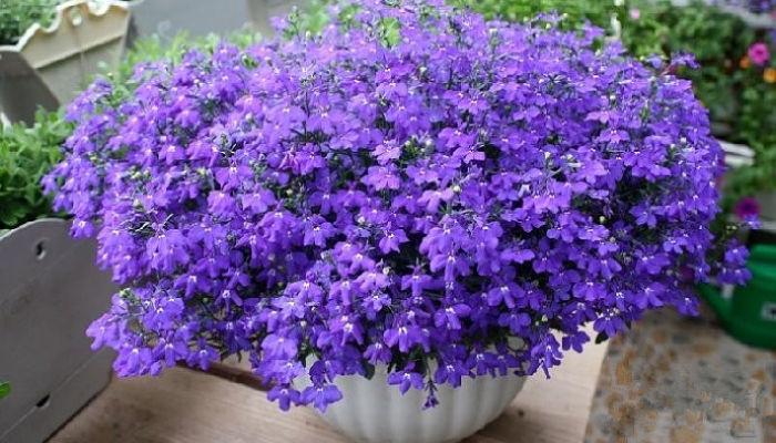 tipos de plantas de exterior