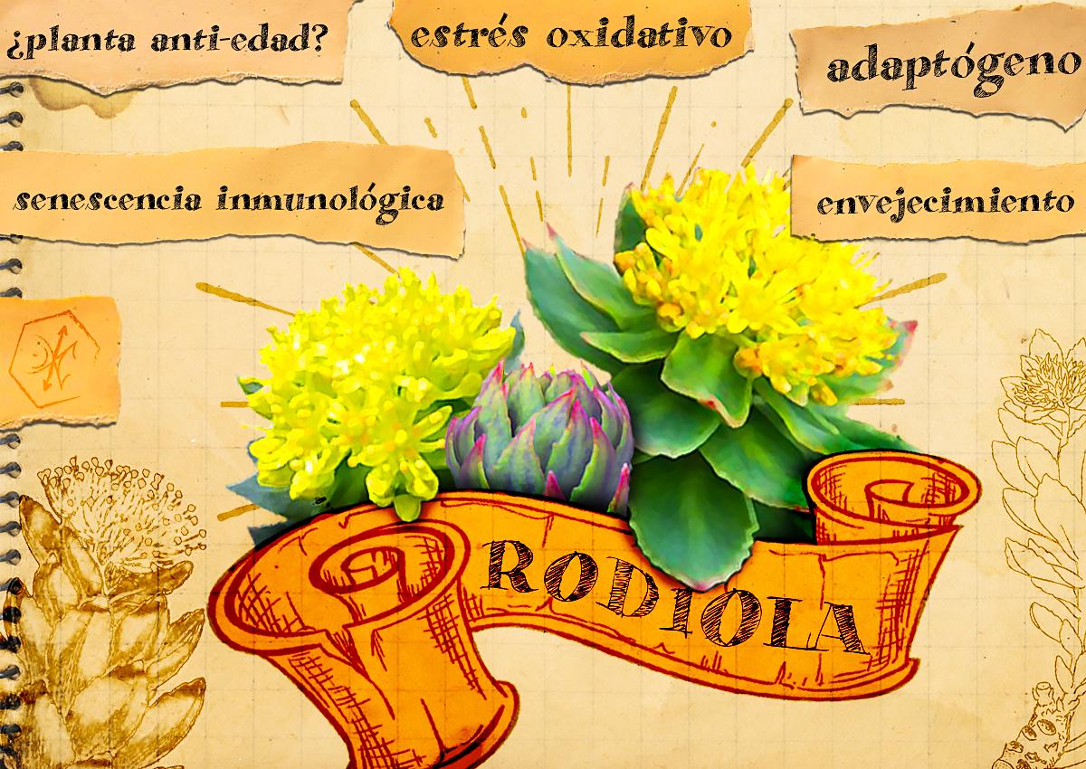 Rodiola - la planta anti-edad!