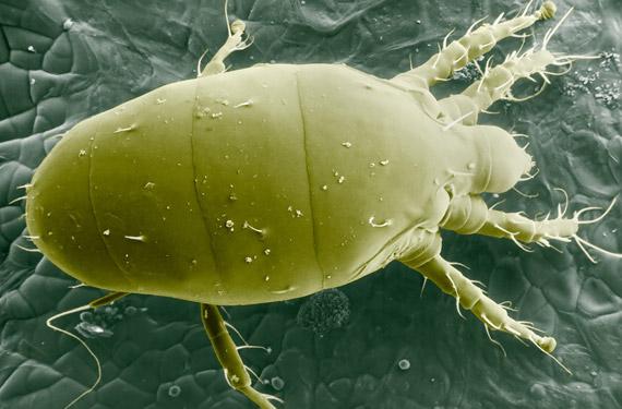 La araña blanca en el huerto | Plantas