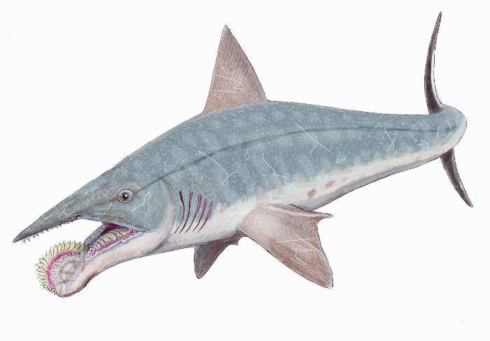 Dibujo Helicoprion