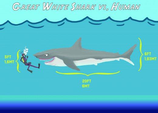 tiburon 6 metros escala humana