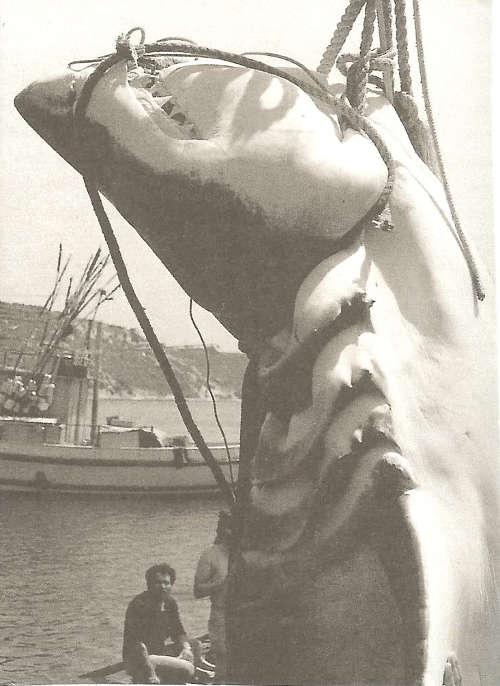 Gran Tiburón Blanco capturado en Malta 1987