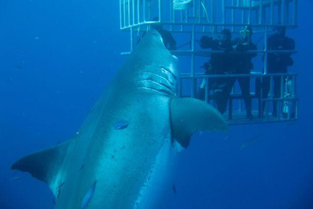 Gran tiburón blanco Deep Blue, Isla de Guadalupe
