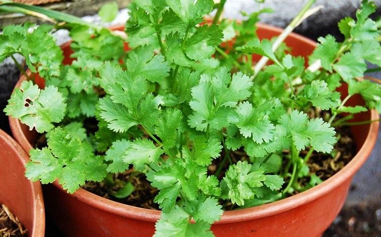 cilantro