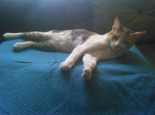 rabia en los gatos 2