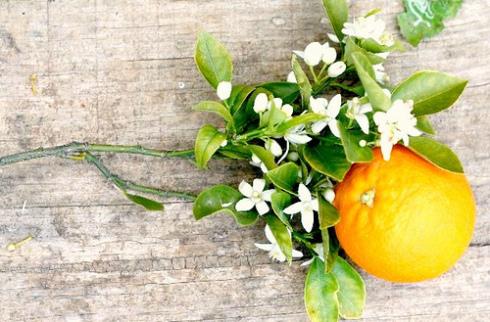 Aceite Esencial de Azahar