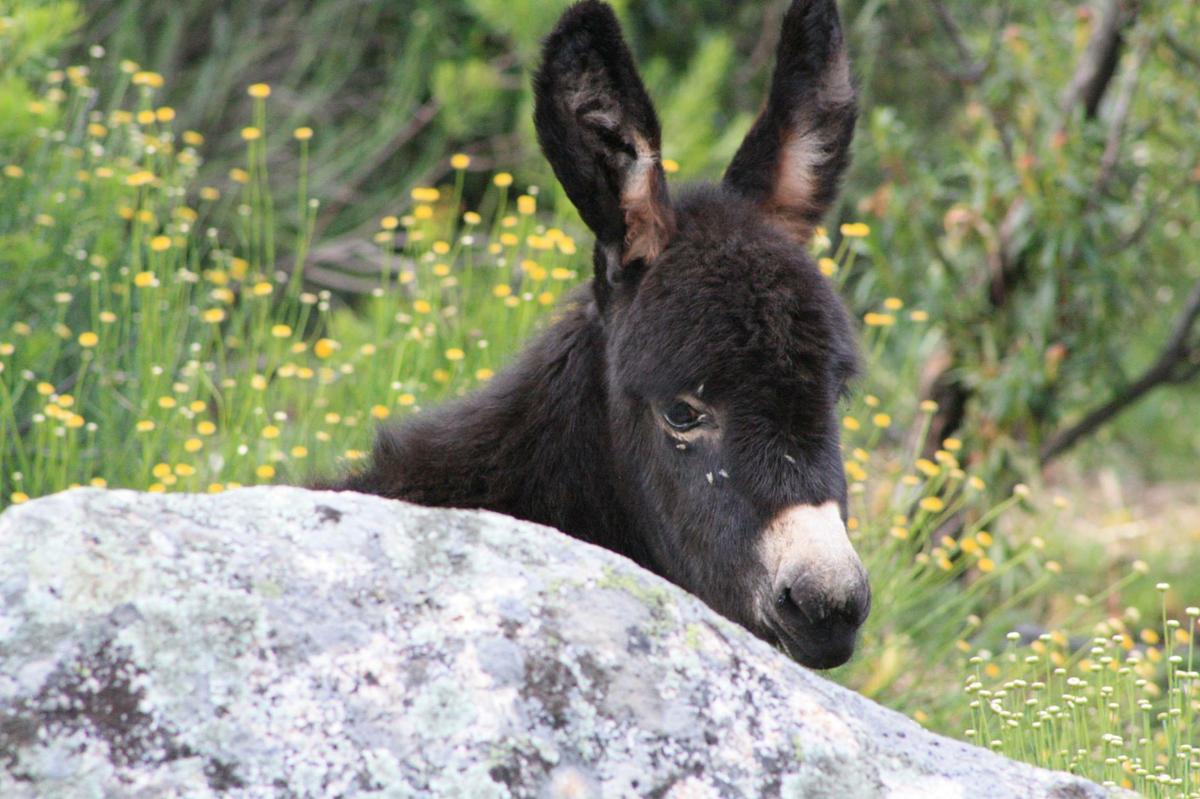 Burro-bebe