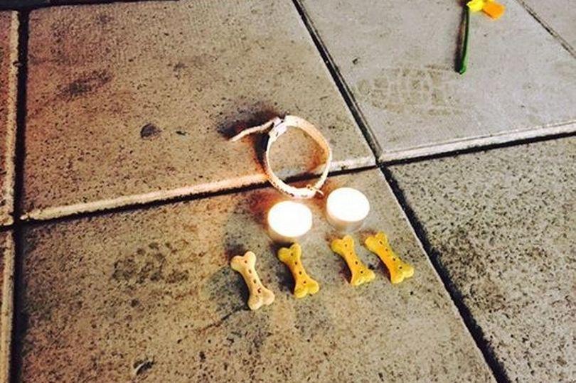 perro fallecido en atentado