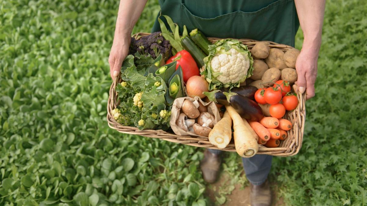 Farmer carrying organic vegetables in box for delivery, close up