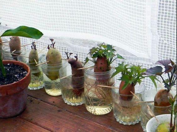 Como germinar papas y batatas en agua