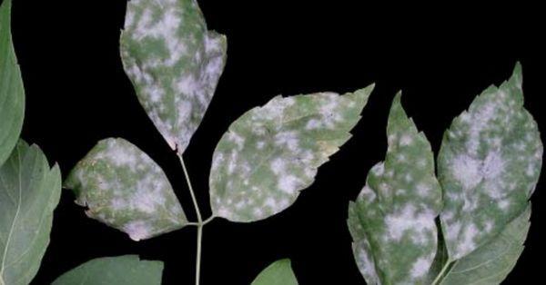 Hongo Oidio en hojas de planta