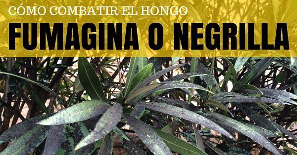 Como combatir el hongo fumagina o negrilla