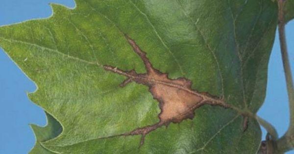 Antracnosis del plátano árbol