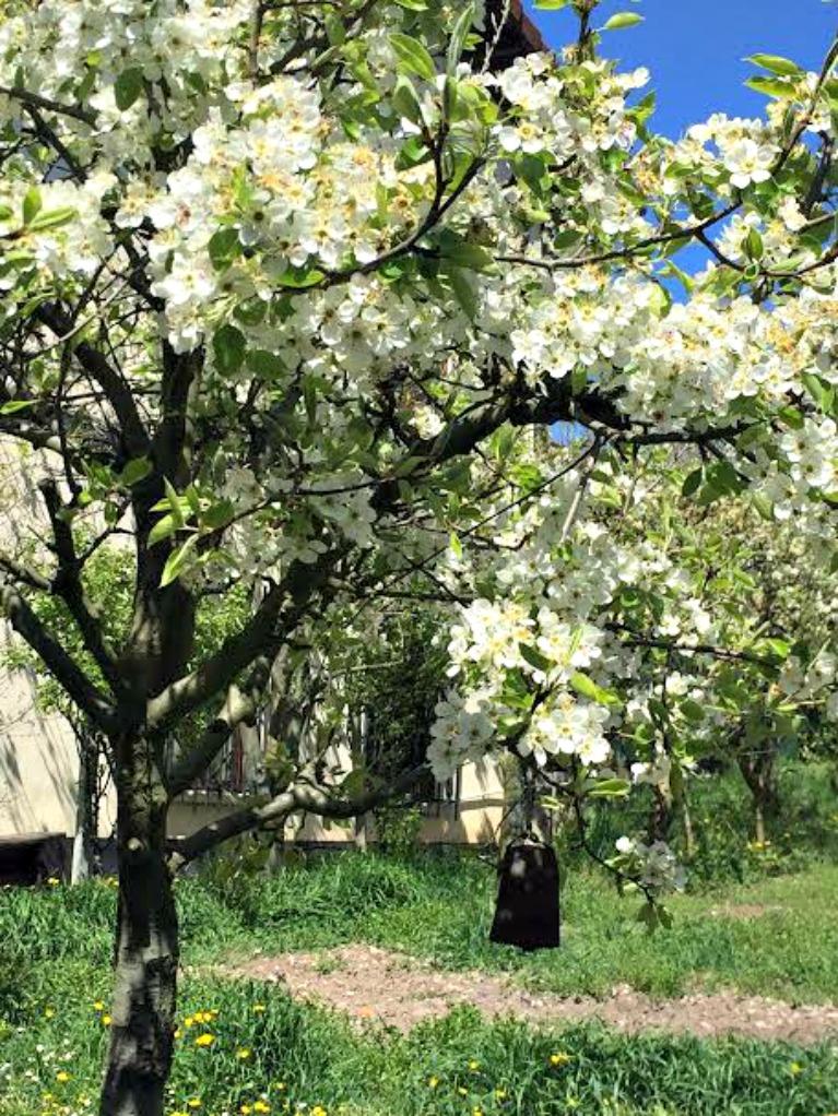 ramas para una mesa primaveral con inspiración nórdica