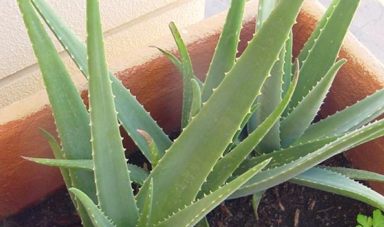Aloe vera: un remedio natural para la pitiriasis versicolor