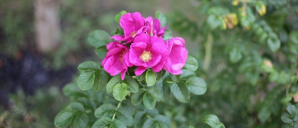 Rosa Mosqueta Planta