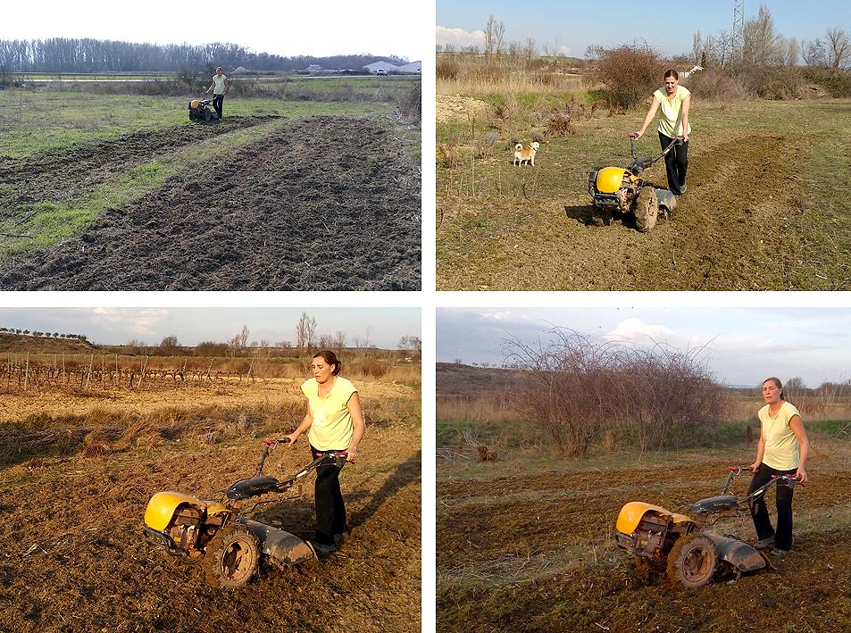 Preparando el huerto con la motoazada o mula mecánica Portal Jardín