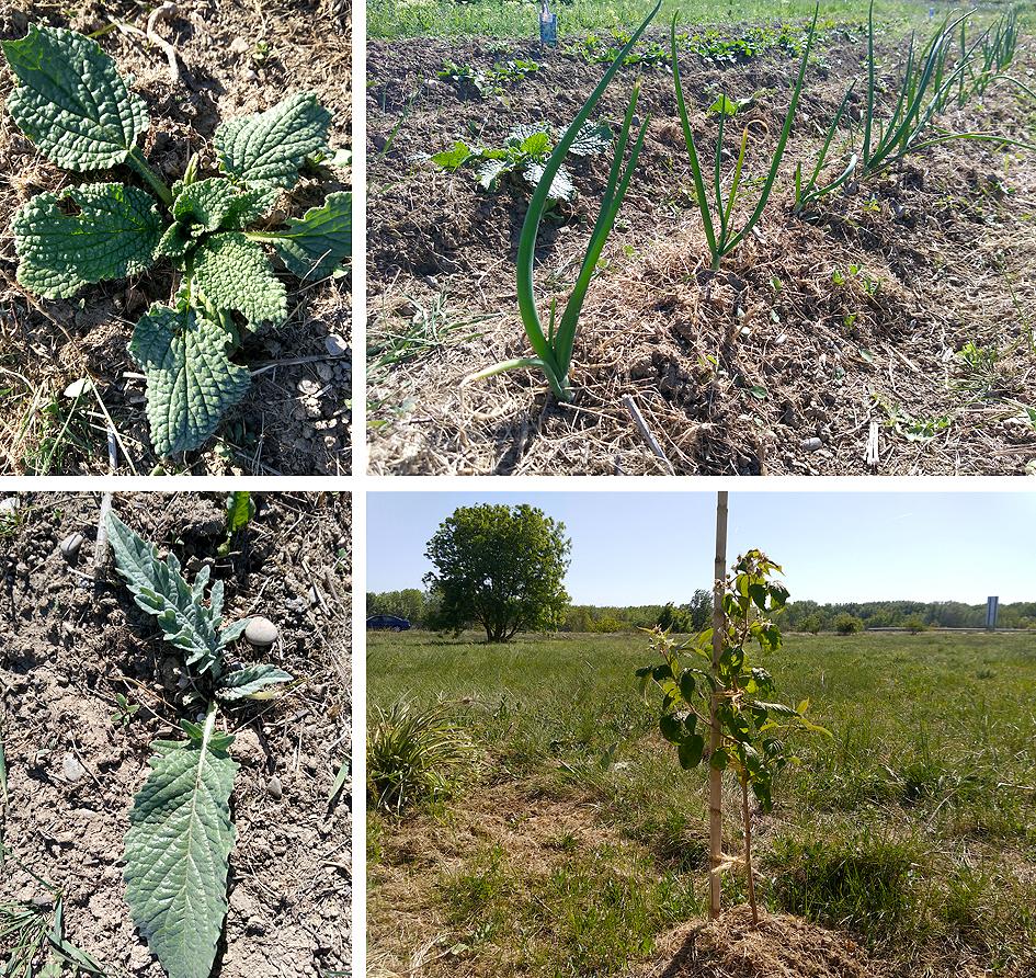 primeras plantas Preparando el huerto con la motoazada o mula mecánica Portal Jardín