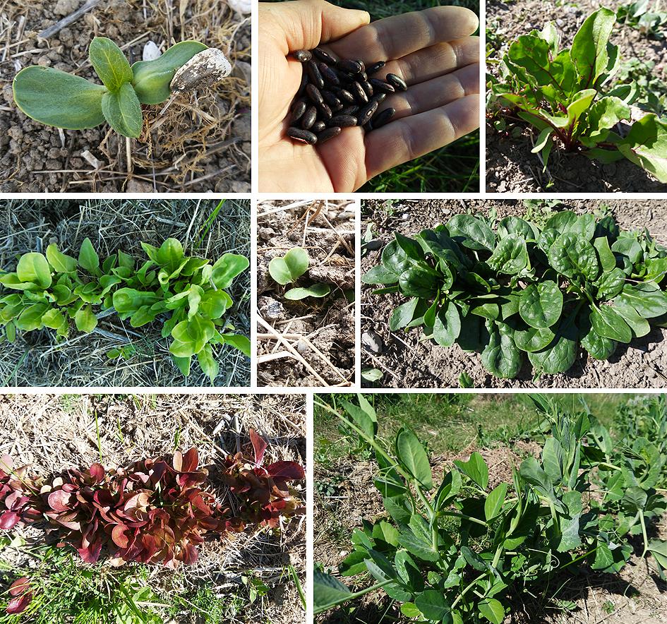 primeras siembras Preparando el huerto con la motoazada o mula mecánica Portal Jardín