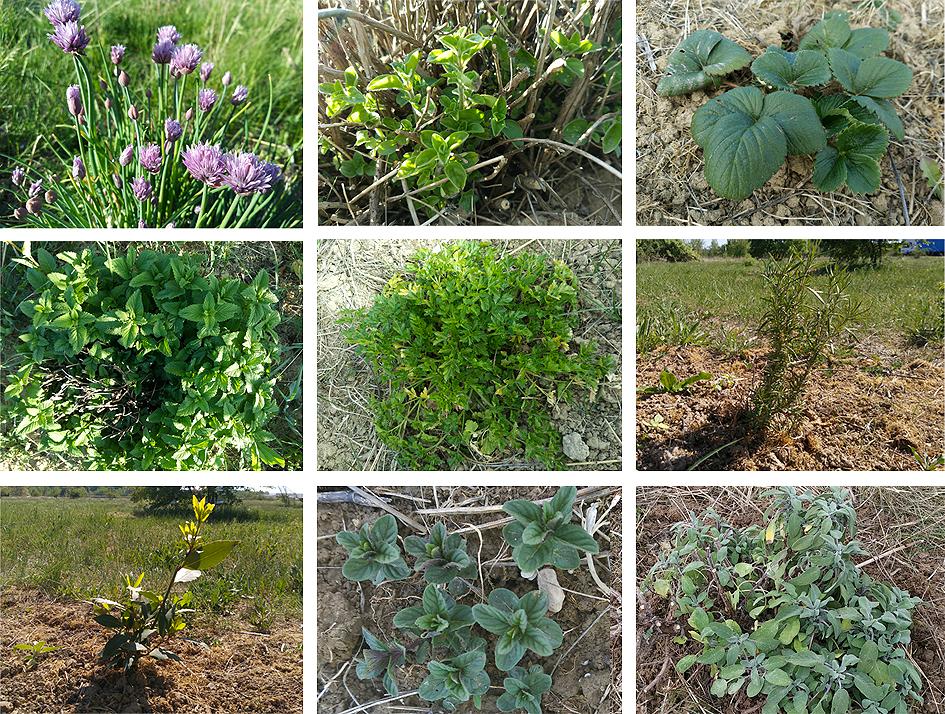 plantas aromáticas Preparando el huerto con la motoazada o mula mecánica Portal Jardín