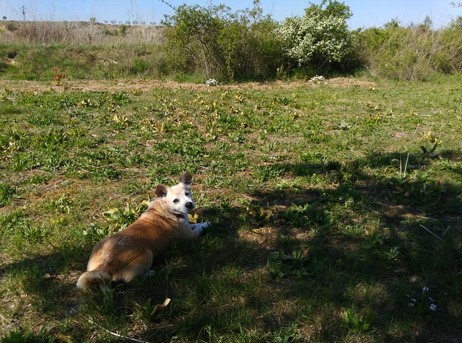 Preparando el huerto con la motoazada o mula mecánica Portal Jardín