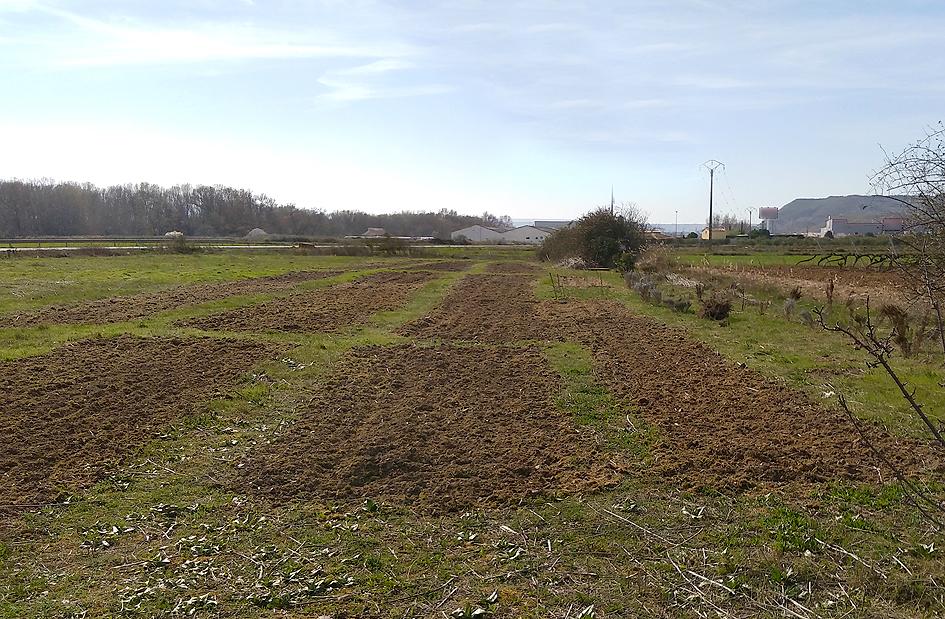 Preparando el huerto con la motoazada o mula mecánica Portal Jardín