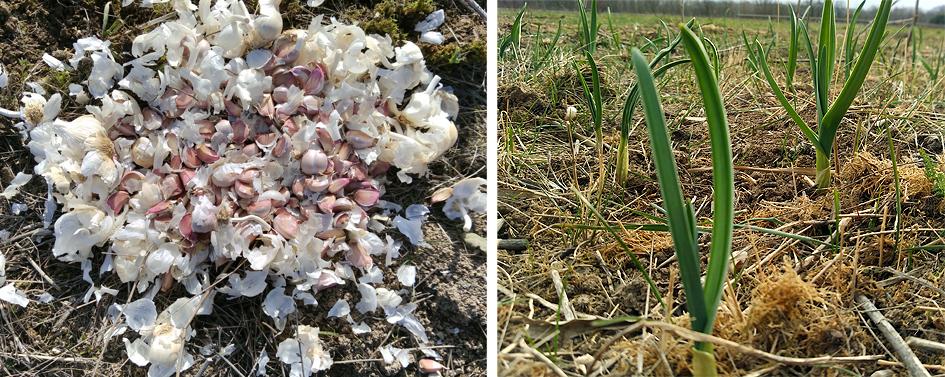 ajos Preparando el huerto con la motoazada o mula mecánica Portal Jardín