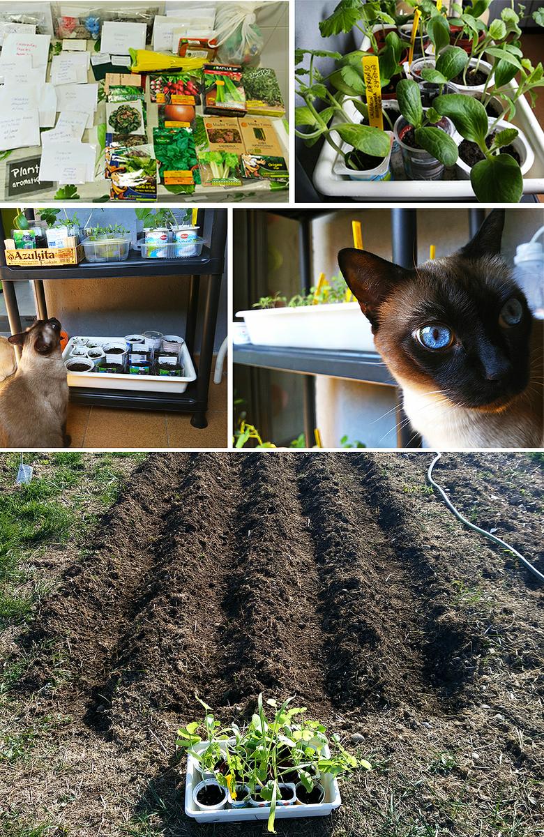 semilleros Preparando el huerto con la motoazada o mula mecánica Portal Jardín