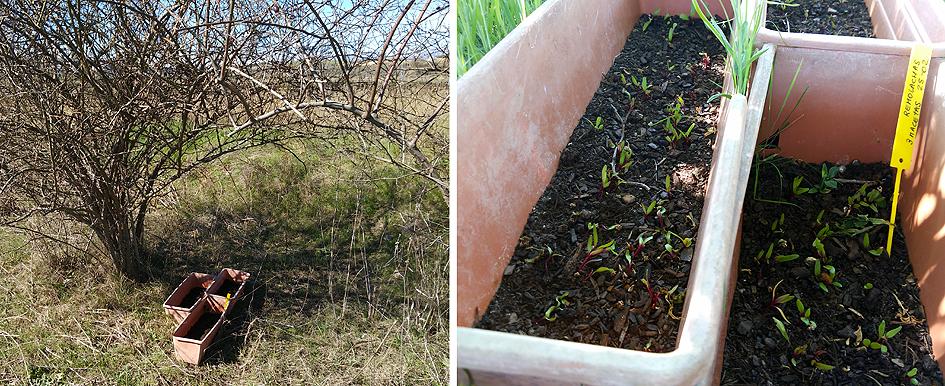 remolachas Preparando el huerto con la motoazada o mula mecánica Portal Jardín