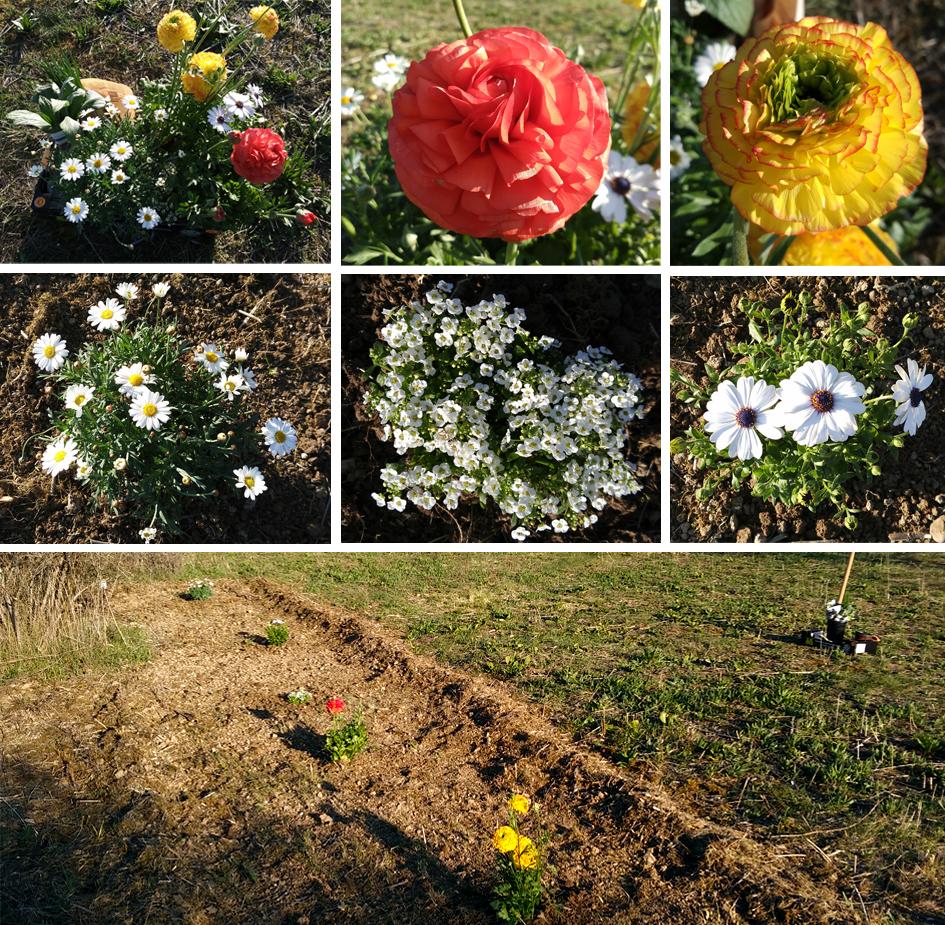 flores Preparando el huerto con la motoazada o mula mecánica Portal Jardín
