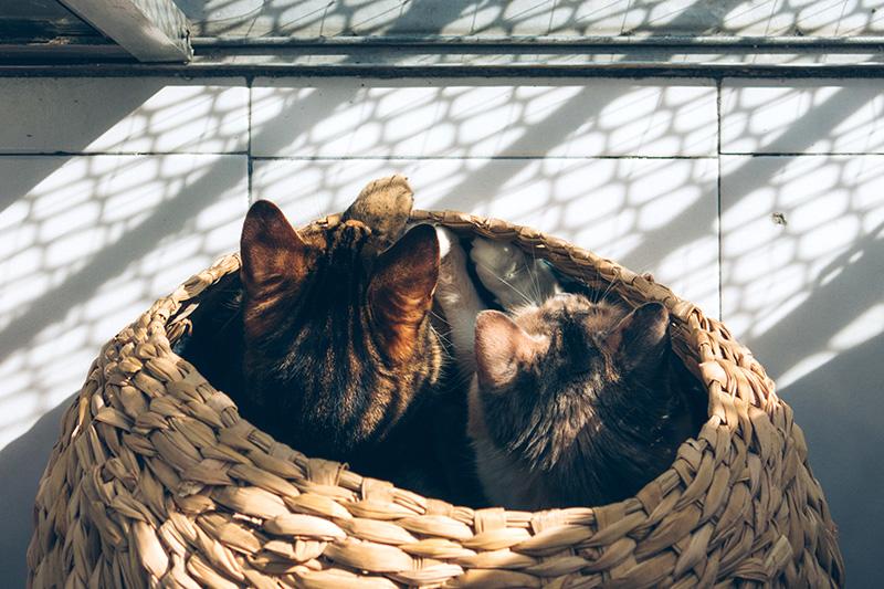 Francisca Callejas y el Pollo Bermúdez