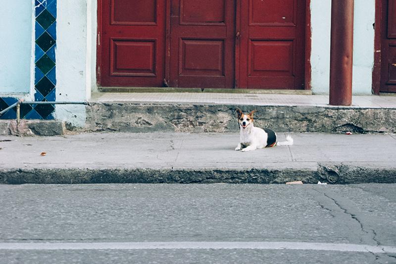 Animales de paseo - Un blog que me gustaría volver a tener