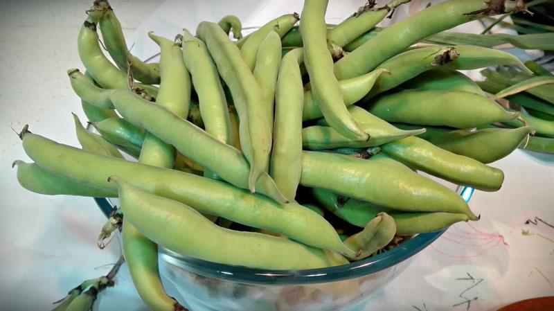 Cómo cocinar habas