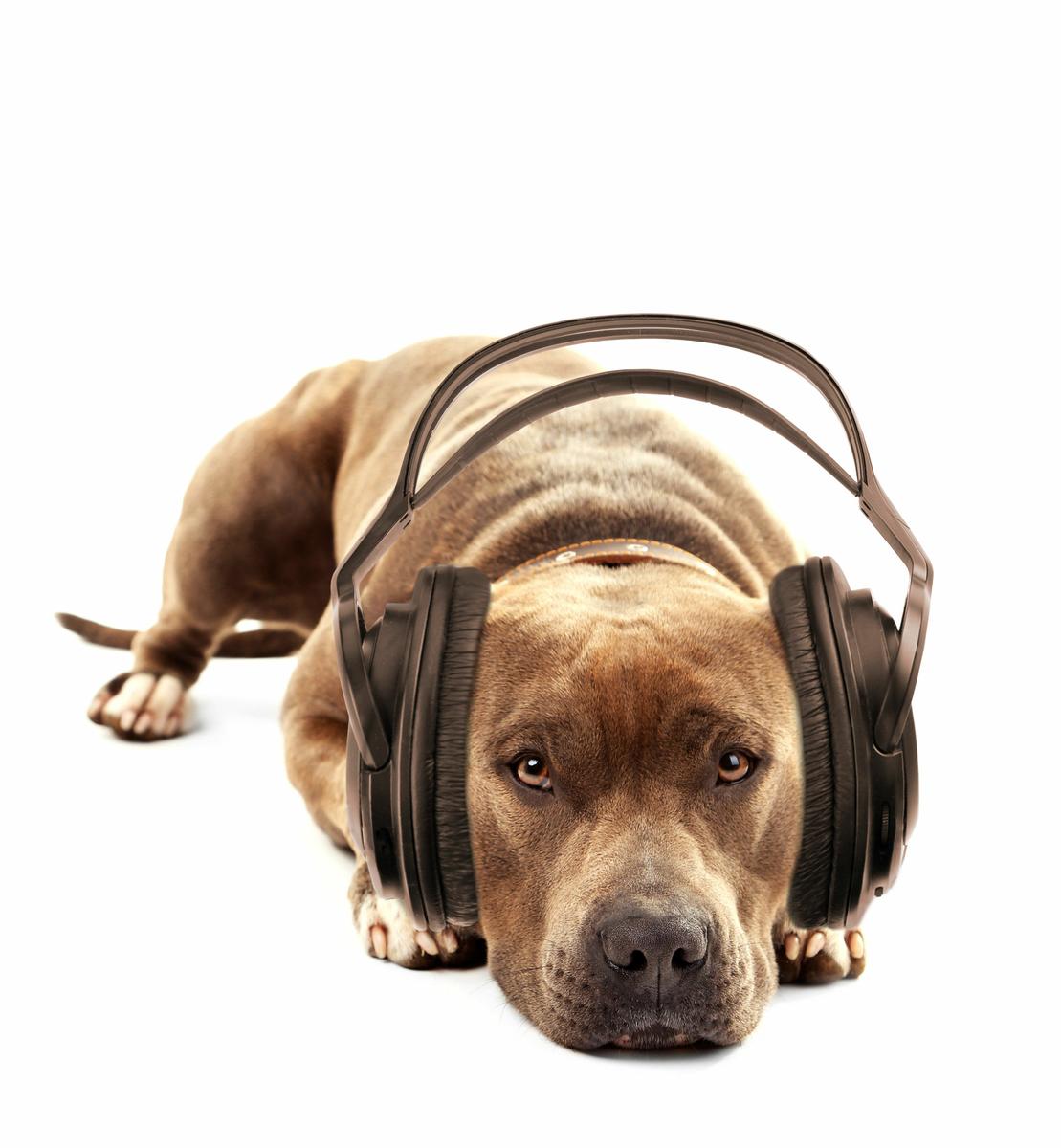 Musicoterapia para mascotas