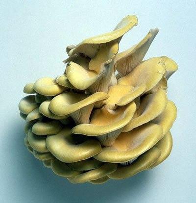 champiñón ostra