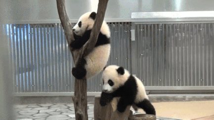 mejorar la autoridad de dominio