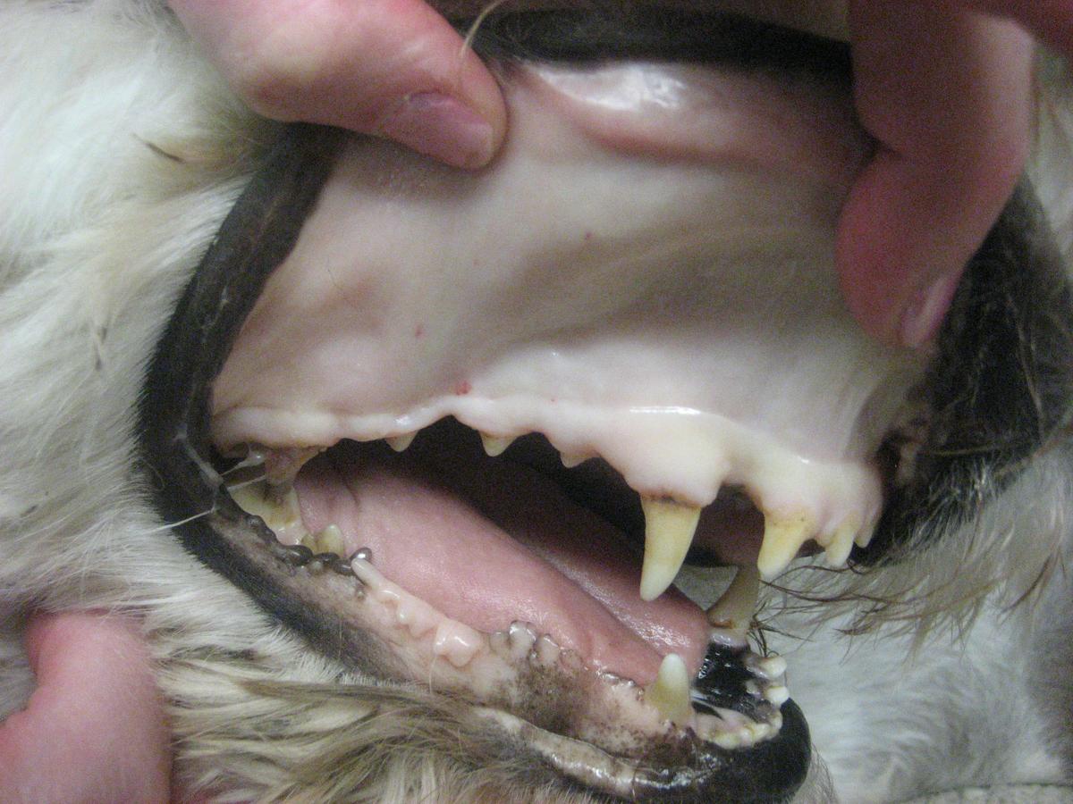 enfermedad de anemia perros | Mascotas