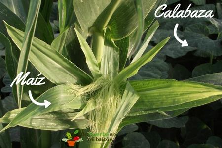 Asociacion de cultivos maiz y calabaza