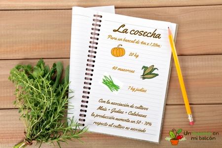 asociacion de cultivos produccion