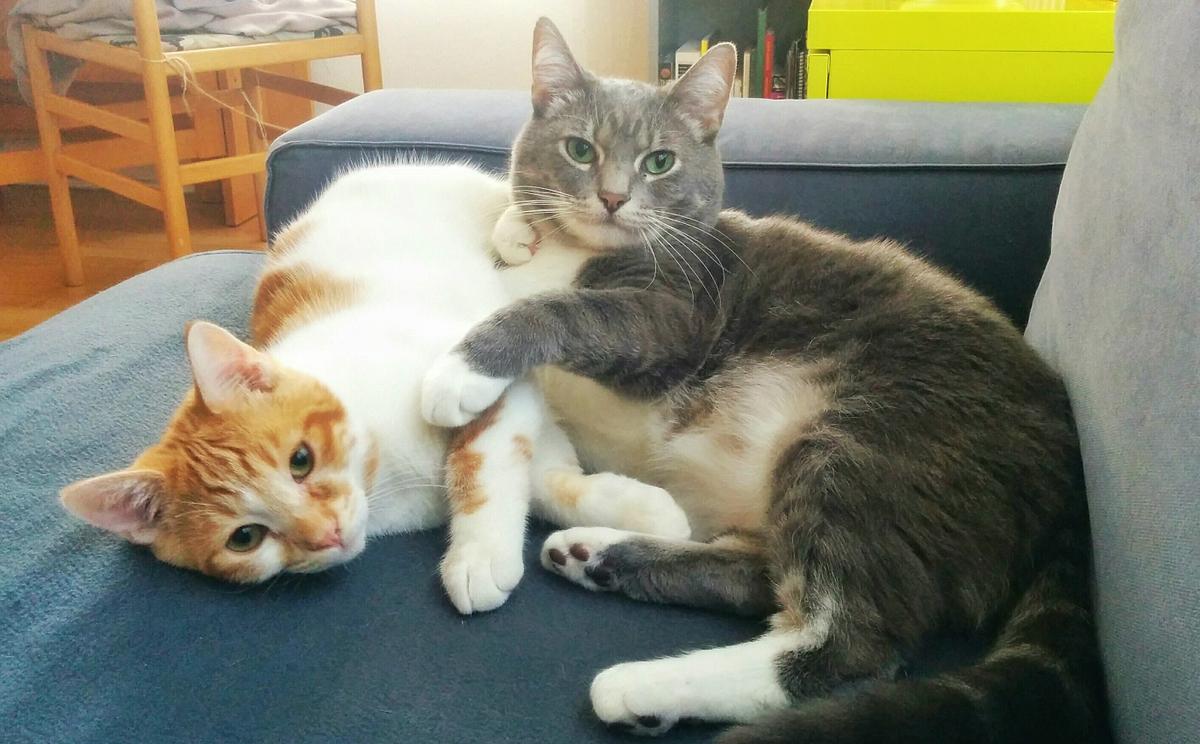 Lujos: Mis gatos | www.musafrugal.com