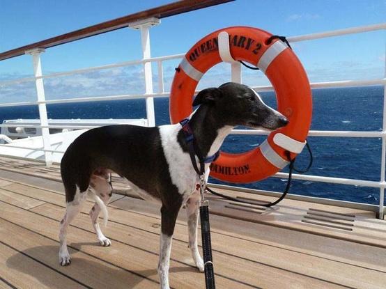 crucero con perro