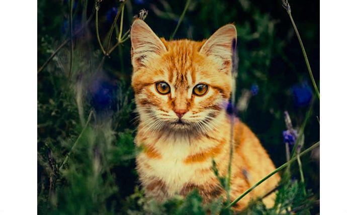 Libro Recomendado: El Gato que Curaba Corazones